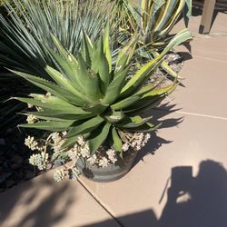 Large Succulent Plant