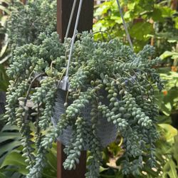Burros Tail 