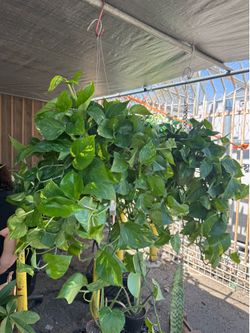 Pothos/ golden Ivy plant $25 each (6” pot)
