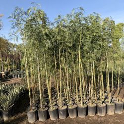 Pepper Trees 5 Gal 7-8 Feet Tall