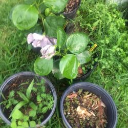 Plantas De Tulipanes
