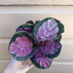 4” calathea rosy