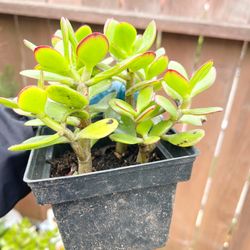 4+ rooted Crassula Ovata green jade plants money tree in 4” pot