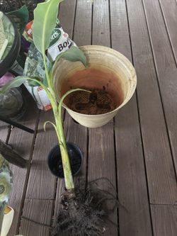 Banana Tree