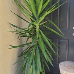 palm plant