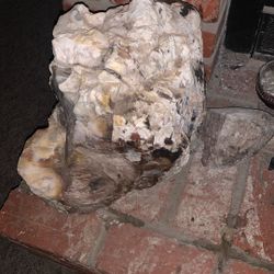 Opalized Petrified Wood