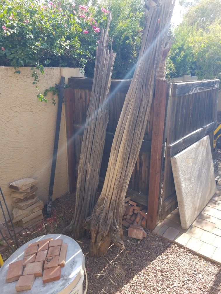 Two Saguaro Cactus Spines Straight 8' & 7' Tall Dry Ready For Your Project