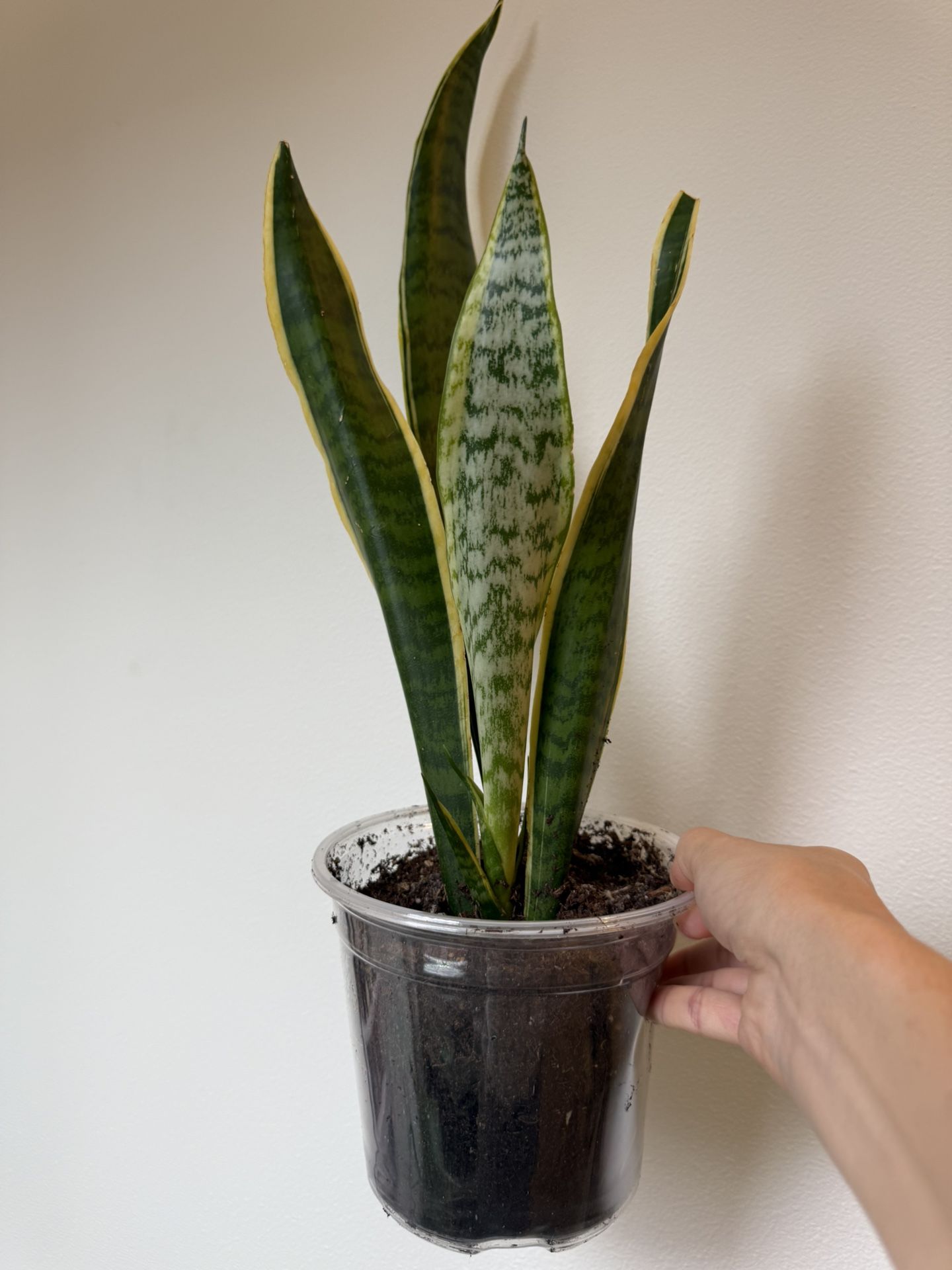 Different Live Indoor Living HousePlants