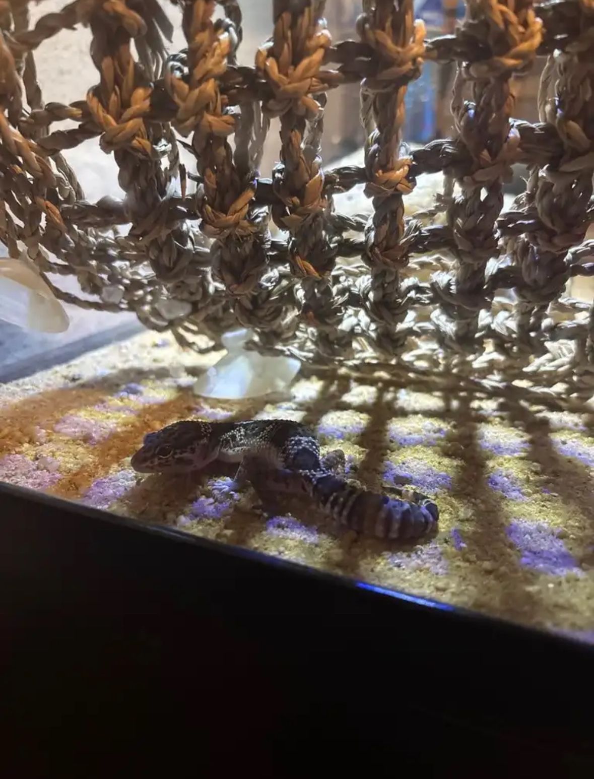 Gecko For Sale! (Everything Included)