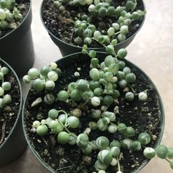 Variegated String of Pearls House Plants Beautiful Exquisite