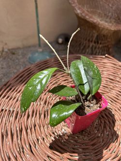 Wax plant/Hoya carnosa