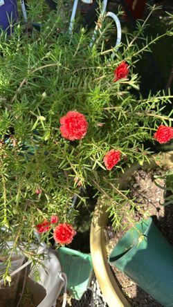 Rallito De Sol Plant 