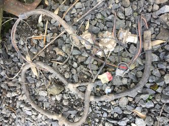 Taillight wiring harness