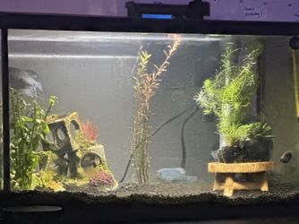 10g Aquarium starter kit
