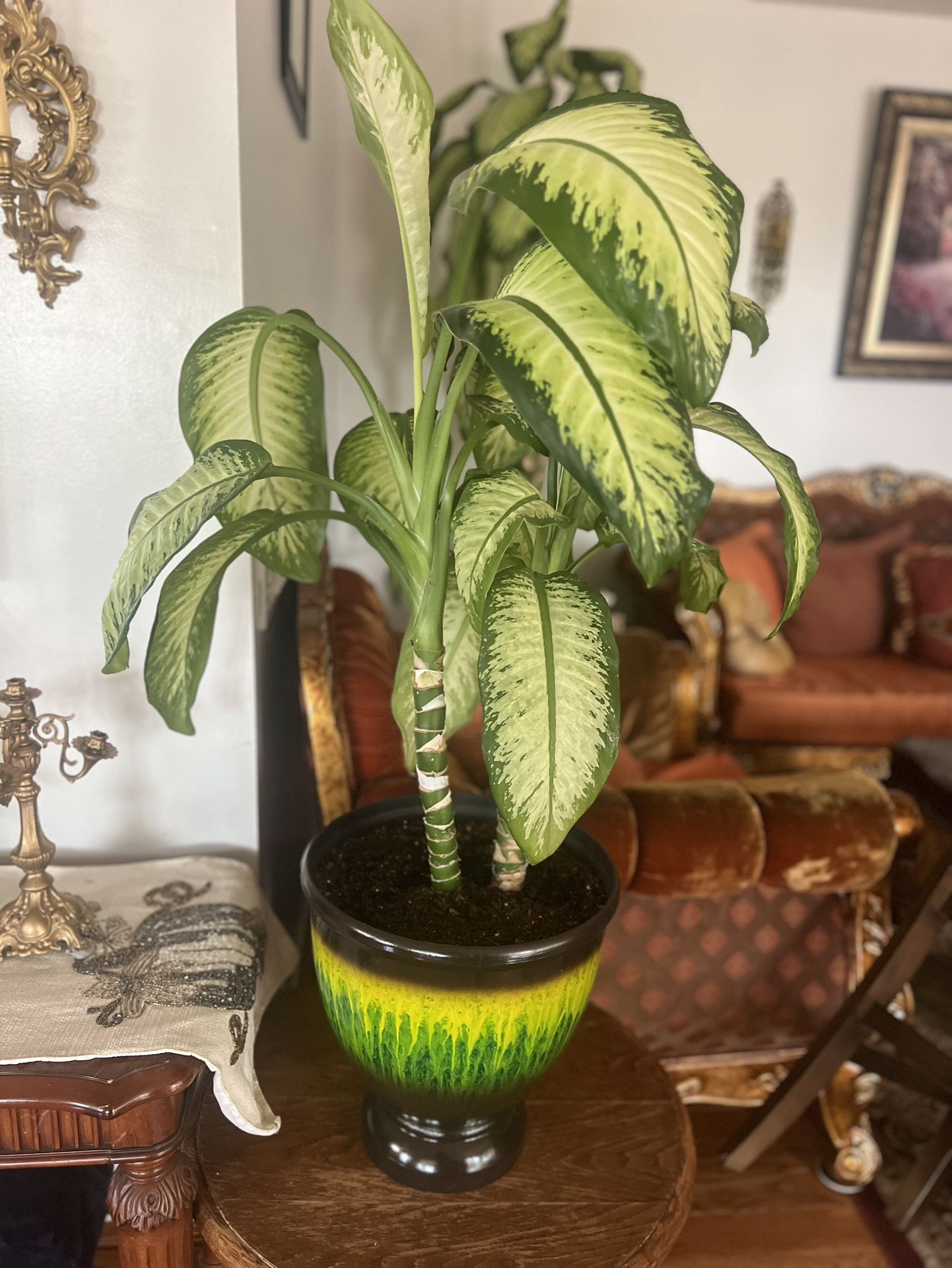 House Plant