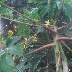 Papaya Tree