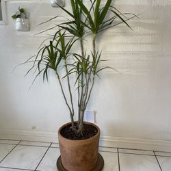 Dracaena Dragon Tree Plant In Old Terra-cotta Cylinder Pot- (52”tall ,$125 )