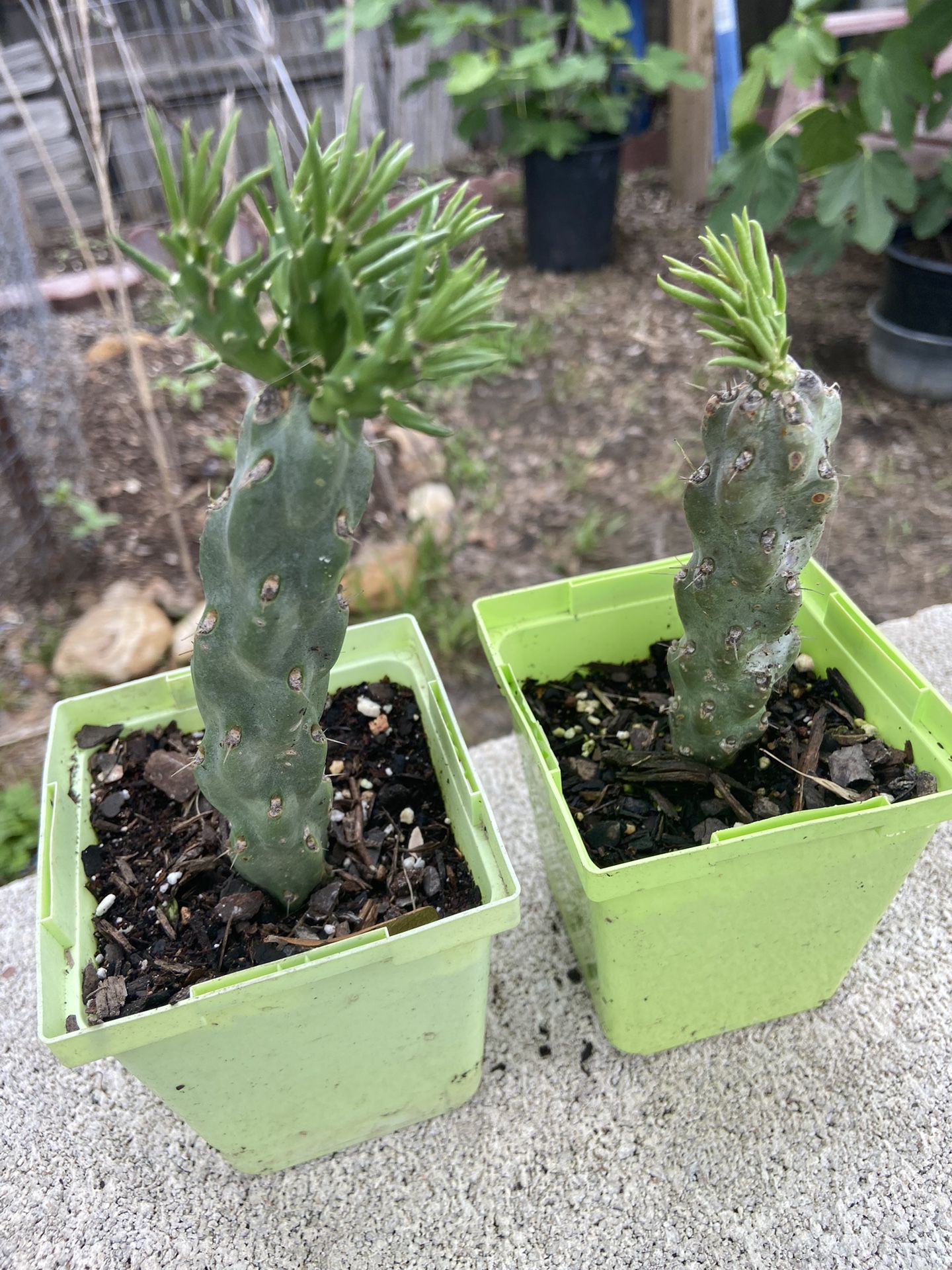 Cholla Cactus Plant 