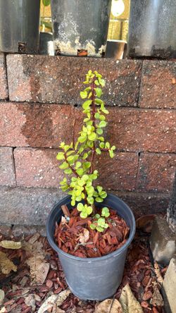Elephant Bush Plant