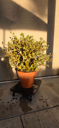 Large jade plant