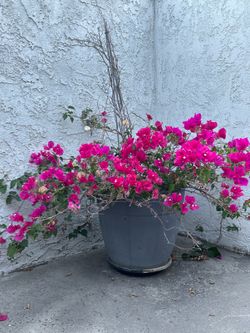 Potted Bougainvillea - Vibrant Magenta Blooms