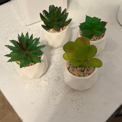 4 Small Succulents 