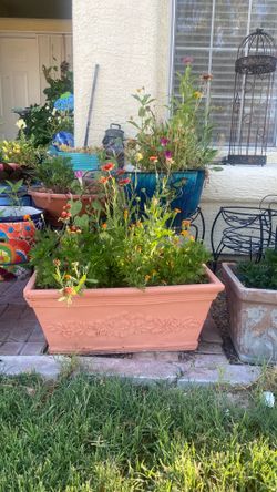 Beautiful plants.