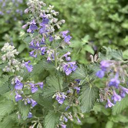 Catmint / Catmint