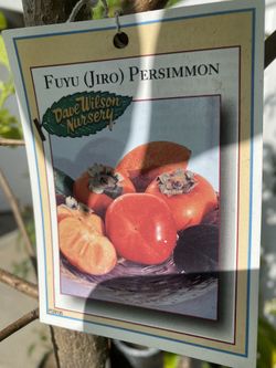 Fruít Trees