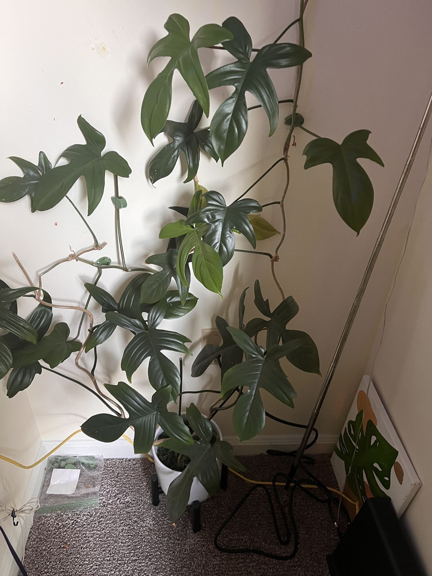 Plant