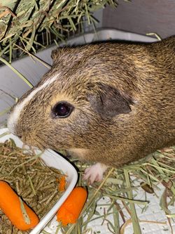 Guinea Pig