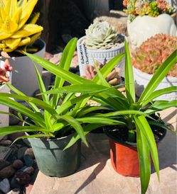 Green spider plant