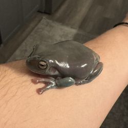 Frog Toy 