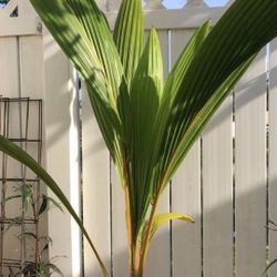 King Coconut  Tree3to4fttall.
