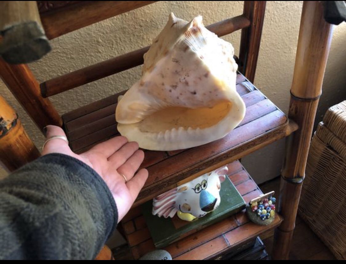 Large vintage shell 🐚beach nautical decor decoration