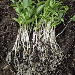 Bulk Seedlings Of Voodoo Lily 