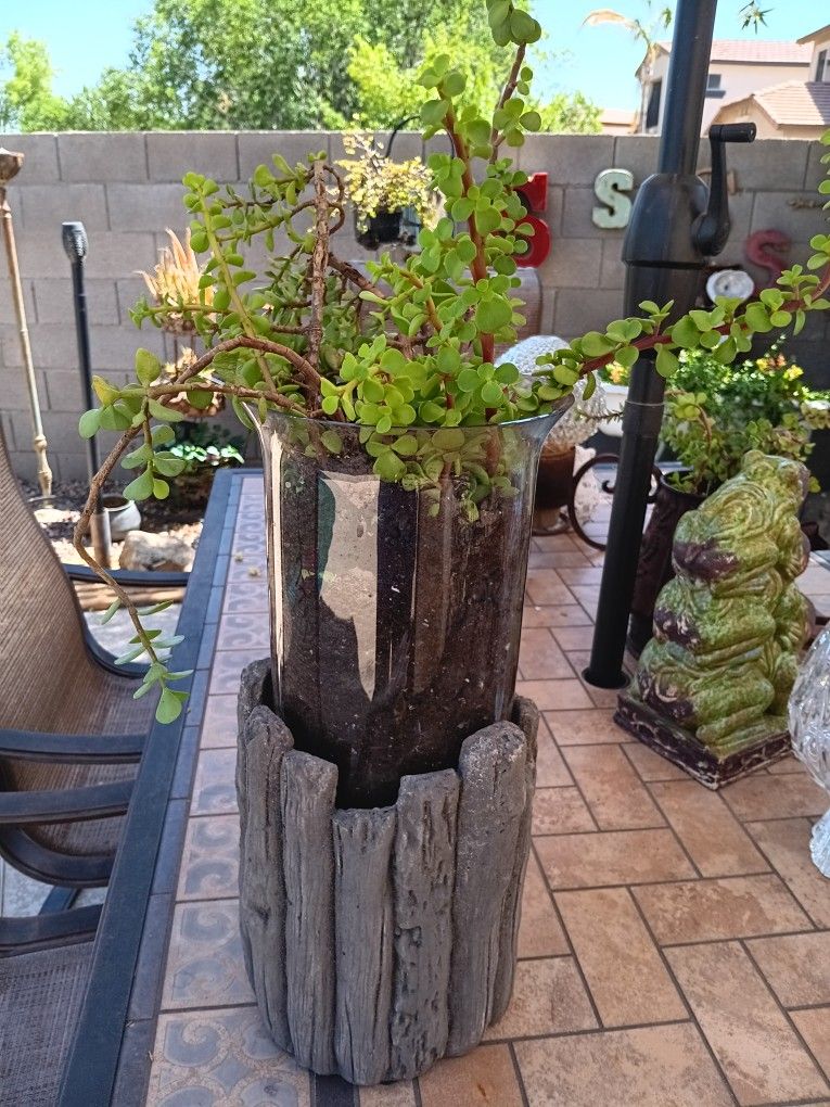 $22 Great Heavy Cement Stand Glass Container Holding🪴Easy Care Elephant Bush Succulent 17" Tall