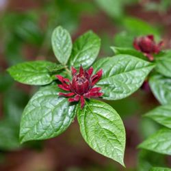 Allspice Bush