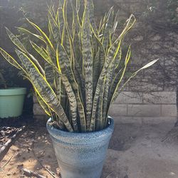 Large Snake Plant (Sansevieria) + Ceramic Pot 🌿