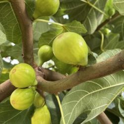 Figs Time To Plant Them