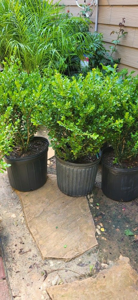 2gal Compact Japanese Holly $10 Each