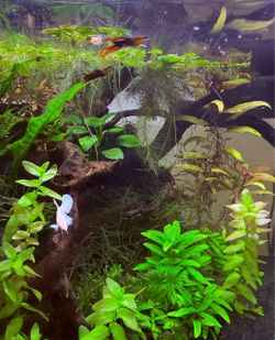 Aquarium Fish Tank “Plants”