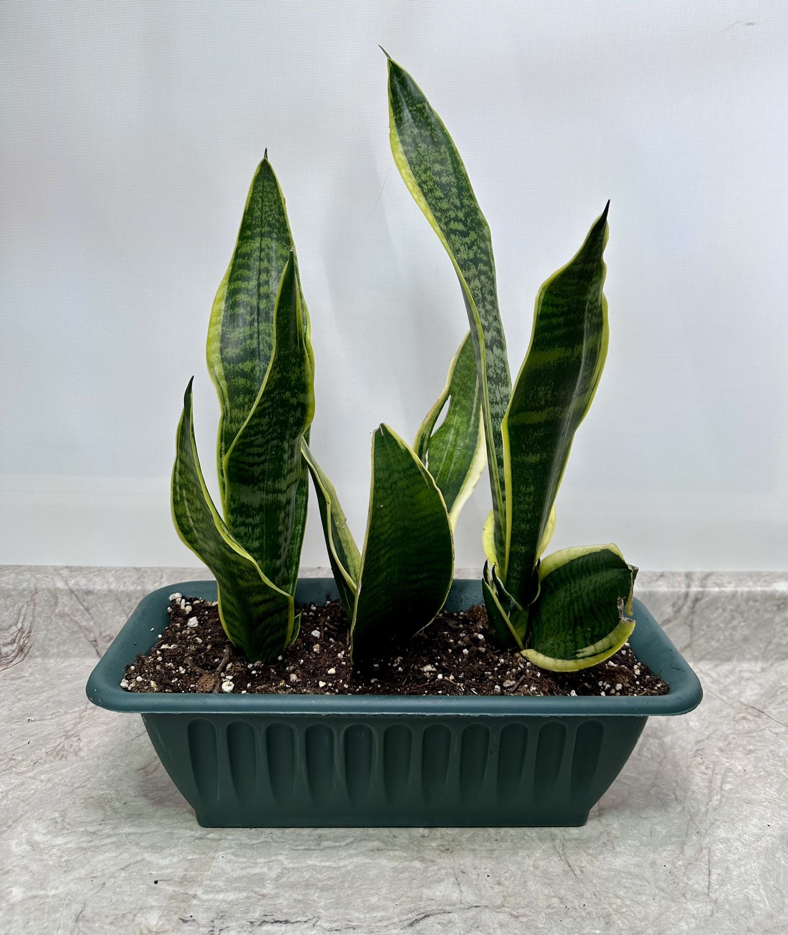 Sansevieria Variegated Snake Plant 🪴