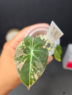 Alocasia Pink Black Velvet Pup