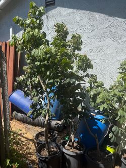 Big Kohala Longan tree