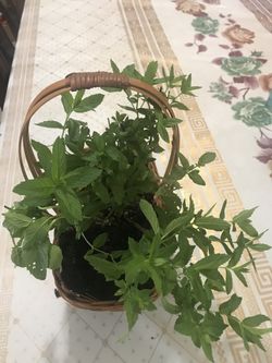 Real plant (mint)