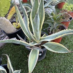 Variegated Century Plant Agave americana var. marginata