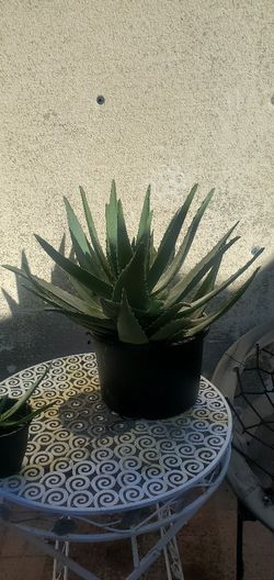 Aloe Vera plant