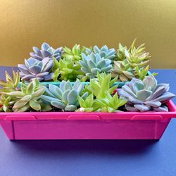 Succulent Collection(s). Sammamish, Beaver Lake 