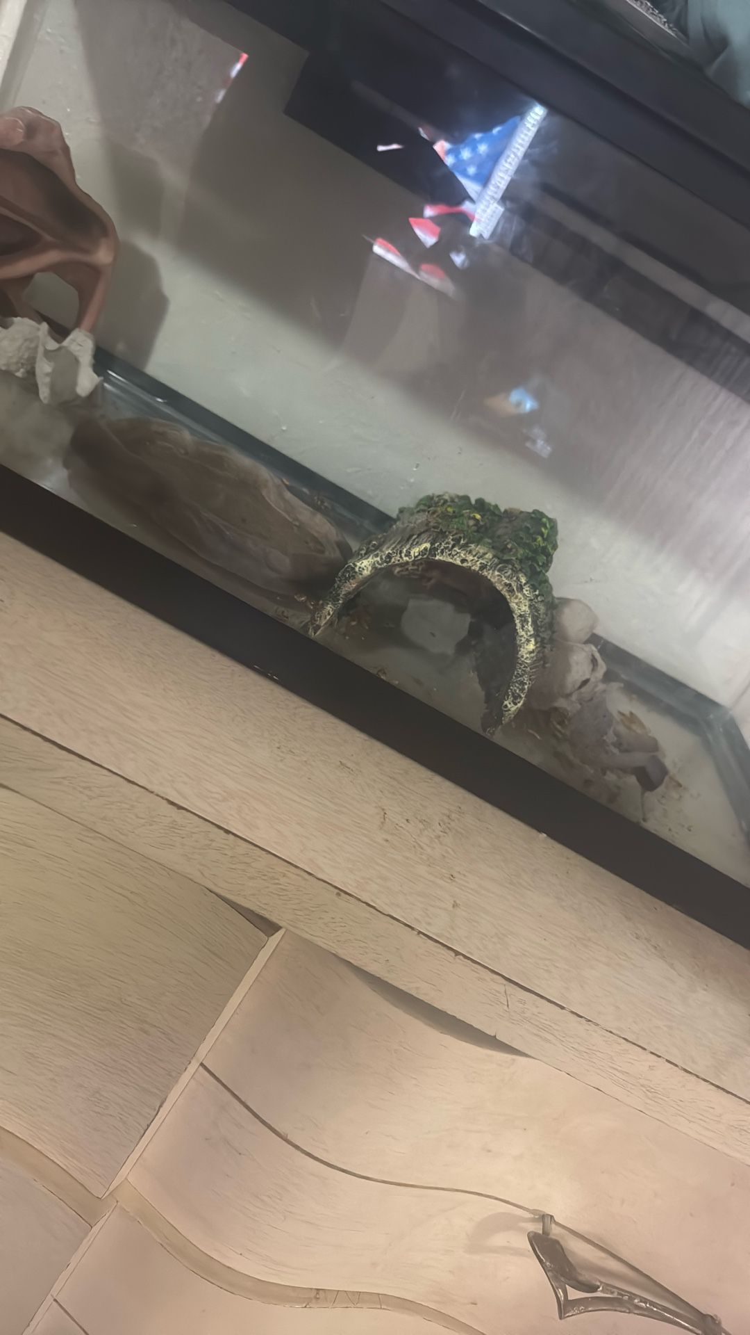 Lizard For Sale